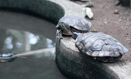 梦见乌龟咬人是什么意思