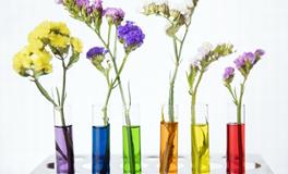 假花的风水摆放禁忌