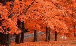 秋分的诗句，最经典的十首秋分诗词