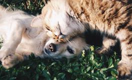 养宠物的风水宜忌有哪些