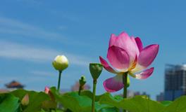 董易林:2018年6月20日生肖运势