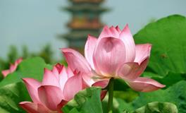 董易林2018年6月25日生肖运势