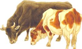 属牛2019年运势运程 生肖牛2019年运势大全