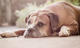 梦见自己的狗死了是什么意思