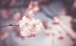 从姓名看你的桃花指数