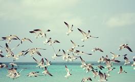 梦见自己会飞是什么意思