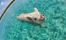 属猪的财运在什么方位