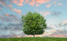 梦见上树是什么意思