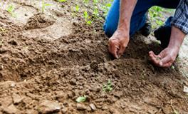 梦见在地里干活