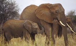 AB血型双鱼座的事业观