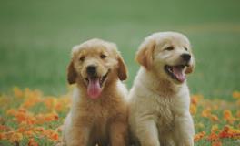 梦到狗狗是胎梦吗？