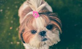 梦见一条大狗很温顺