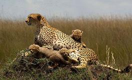 O型血忘记一个人要多久