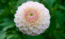 梦见自己栽花什么意思