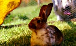 梦见免子是什么意思