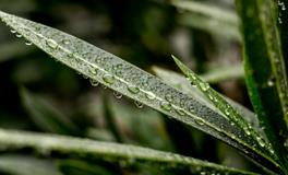 梦见一条大蛇是什么意思