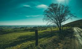 做梦梦见大蛇是什么意思