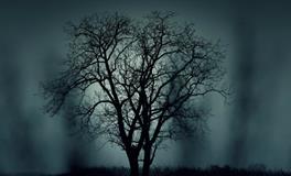 女人梦见很多彩色的蛇