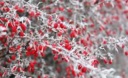 早上梦见蛇是什么意思