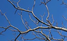 梦见一条花蛇什么意思