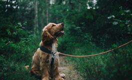 梦见朋友是什么意思