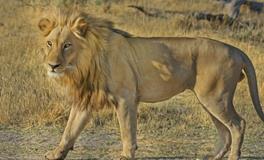 女人梦见狮子什么预兆