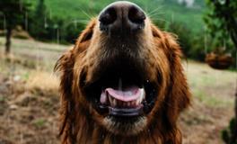 女人梦见狗是什么预兆