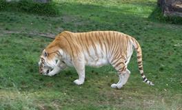 A血型君能否绝处逢生