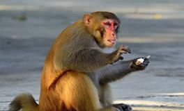 AB型血属猴人的人际关系