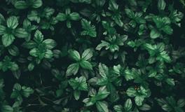 梦见好久没见的朋友