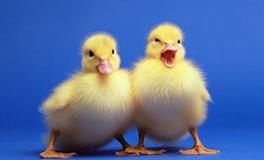 AB型血金牛座的人境界最高吗？