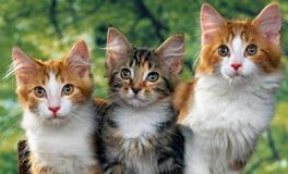 AB型土象星座的人最容易被甩吗？