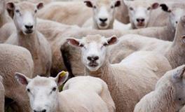 A型血买东西是不是最会砍价？