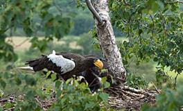 B血型君最讲诚信吗