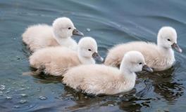 AB血型君是如何看待闪辞的