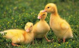 AB血型君心里最能藏事吗？