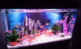 风水鱼缸催旺化煞物品如何摆放