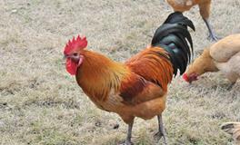 AB型血摩羯座的性格