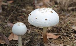 AB型血属虎的人最有前途吗？