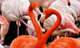 B血型君什么时候最有魅力