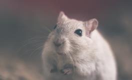 生肖鼠为什么排在第一