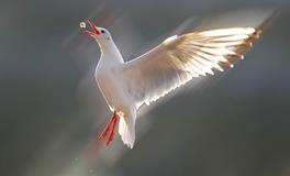 B血型一生性格变化