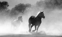 生肖马为什么排在第七