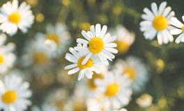 1994年属什么生肖