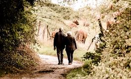 属鼠和属牛的八字合吗