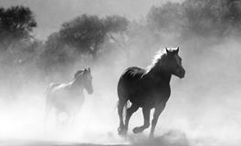 梦见别人死了是什么意思