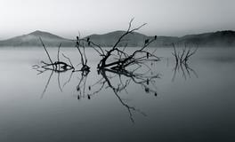 梦见老公死了是什么预兆