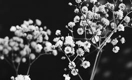 梦见别人死了是什么预兆