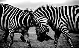 梦见死人死了怎么回事