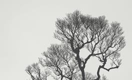 梦见人死了又活过来了